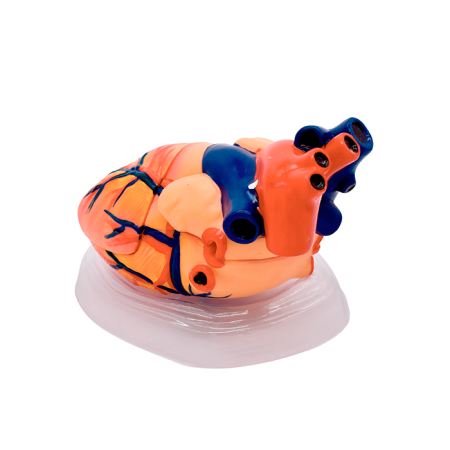 Модель «Сердце человека» (демонстрационная)